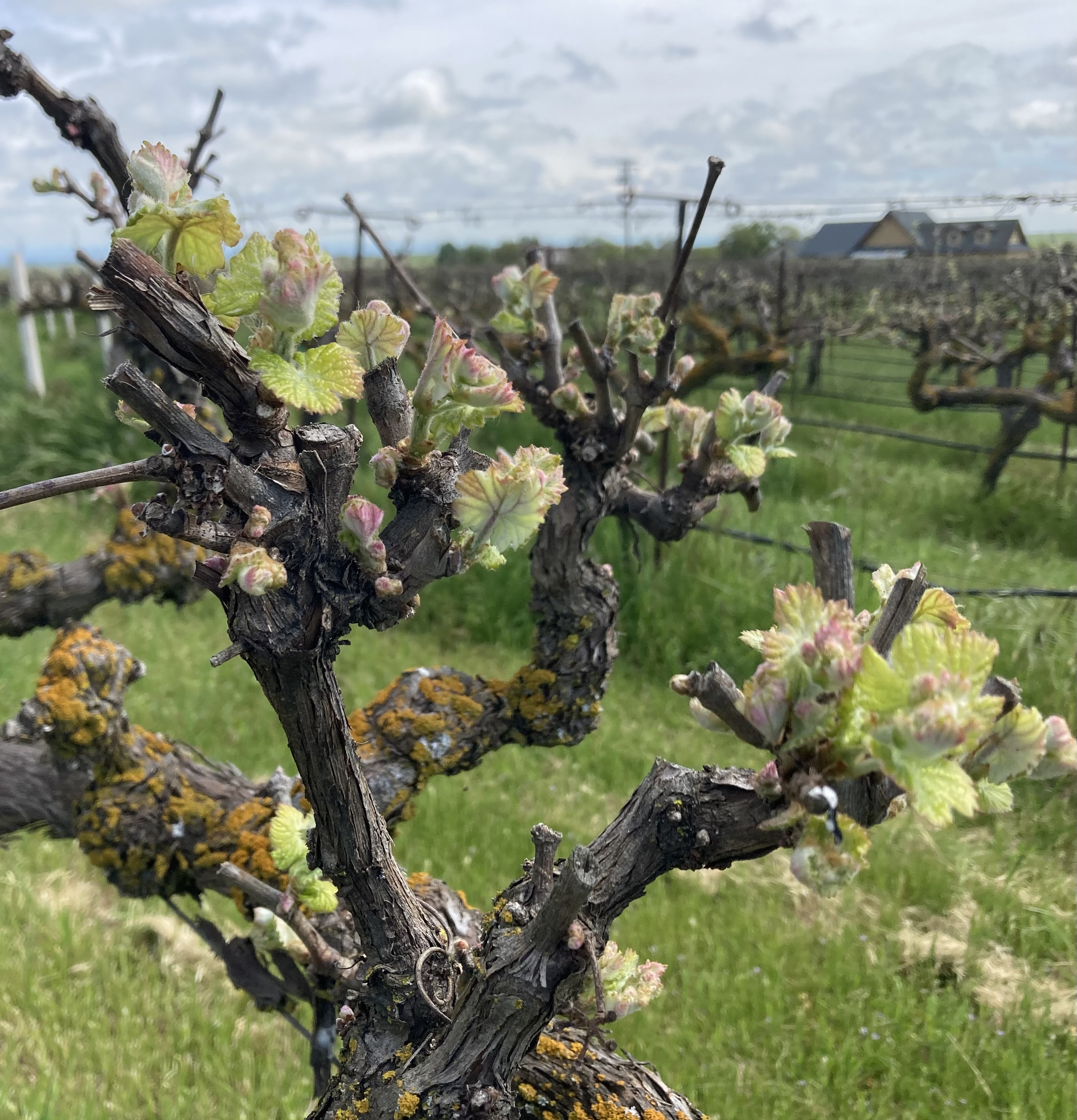 Bud break on a Barbara vine