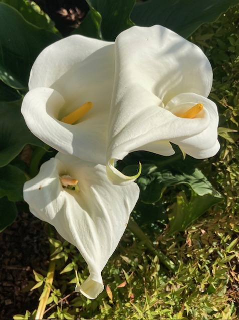 Calla lilies