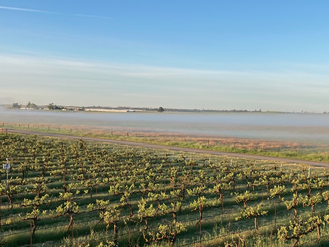 Vineyard in the foreground, mist in the neighboring field