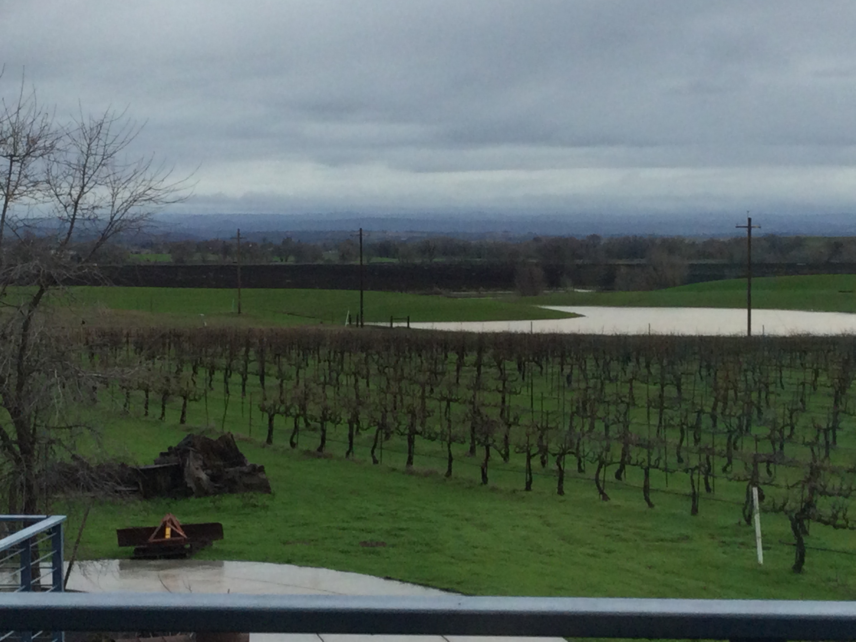 Pond beyond the vineyard, not flooded